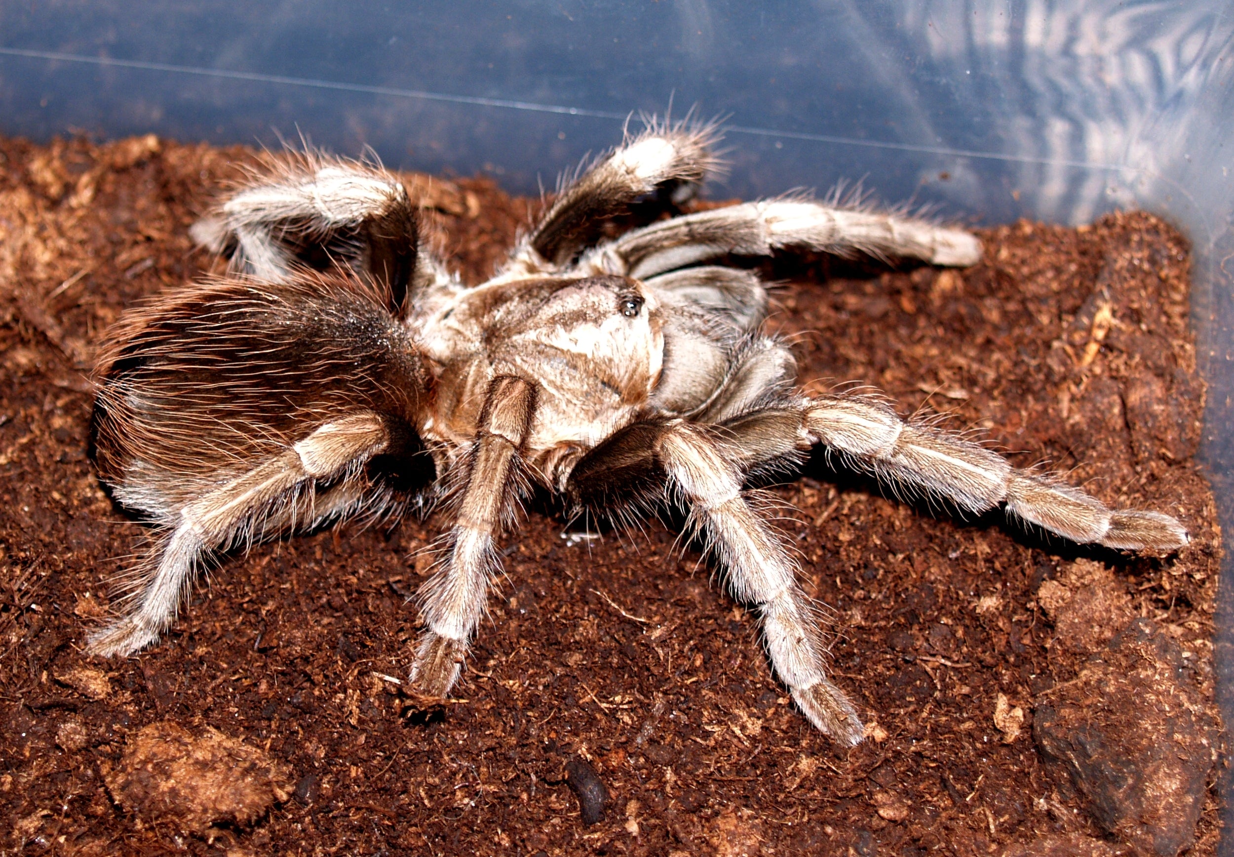 Lasiodorides polycuspulatus (Peruvian Blonde Bird-eater) Tarantula