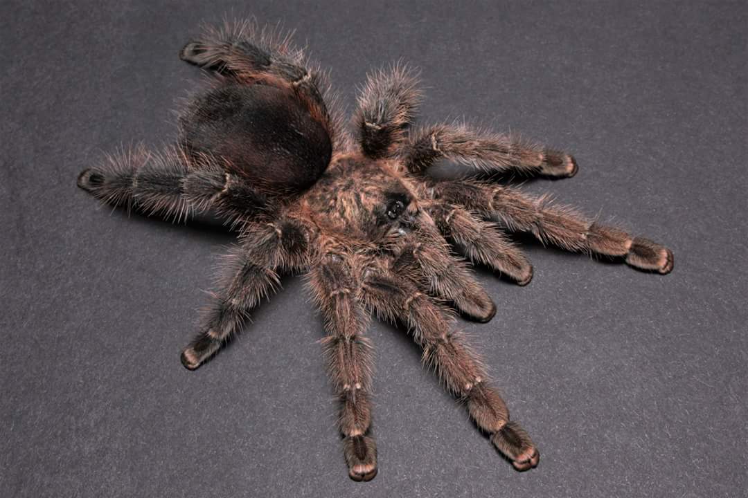 Avicularia merianae (Peruvian Cinnamon Pinktoe) .5"