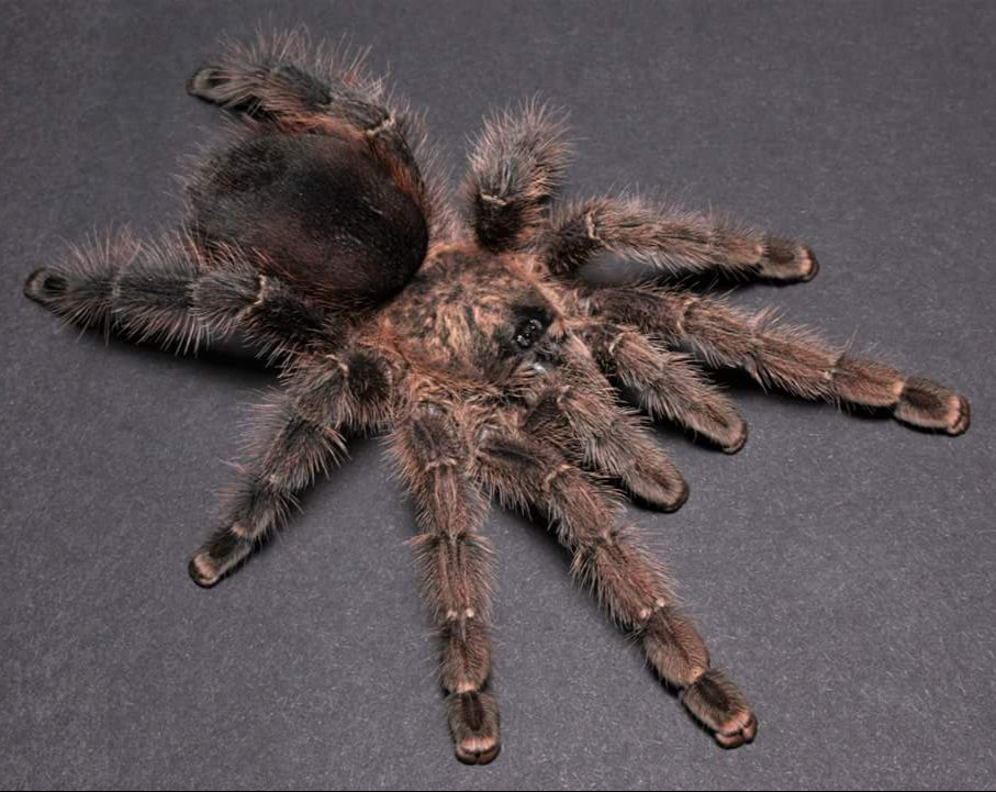 Avicularia urticans 'Green' (Peruvian Pink-toe 'Green')