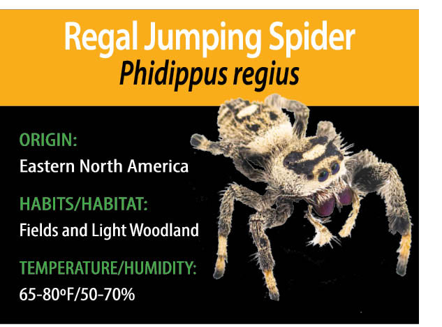 ARBOREAL GRAB N GO KIT: Phidippus regius (Regal Jumping Spider) Juvenile 0.5"+
