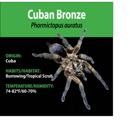 TERRESTRIAL GRAB N GO KIT: Phormictopus auratus (Cuban Bronze) 1.5"+