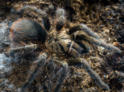 TERRESTRIAL GRAB N GO KIT: Phormictopus auratus (Cuban Bronze) 1.5"+