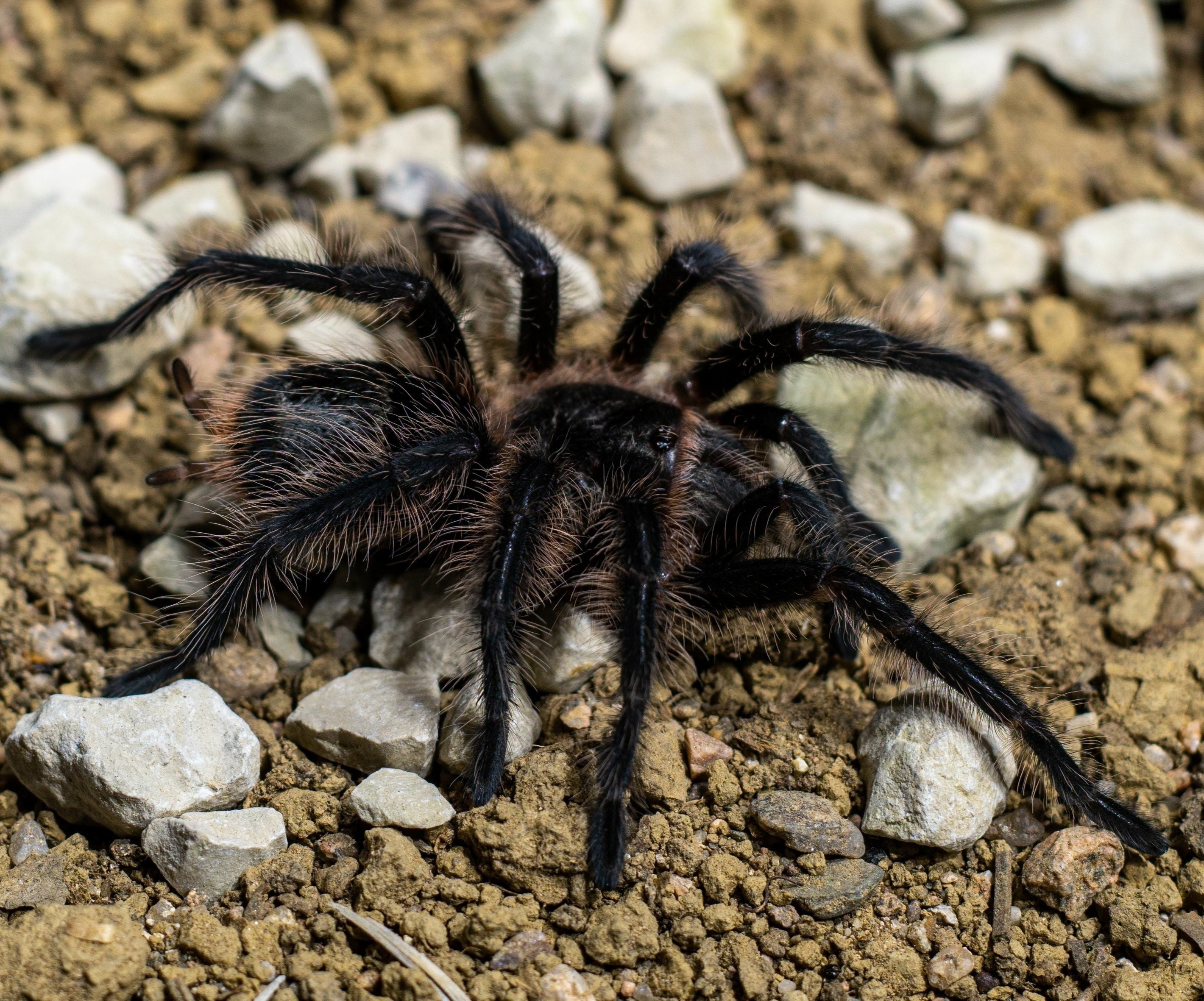 Phormictopus cancerides 'Bayahibe' (Bayahibe Giant) 2" Bulk