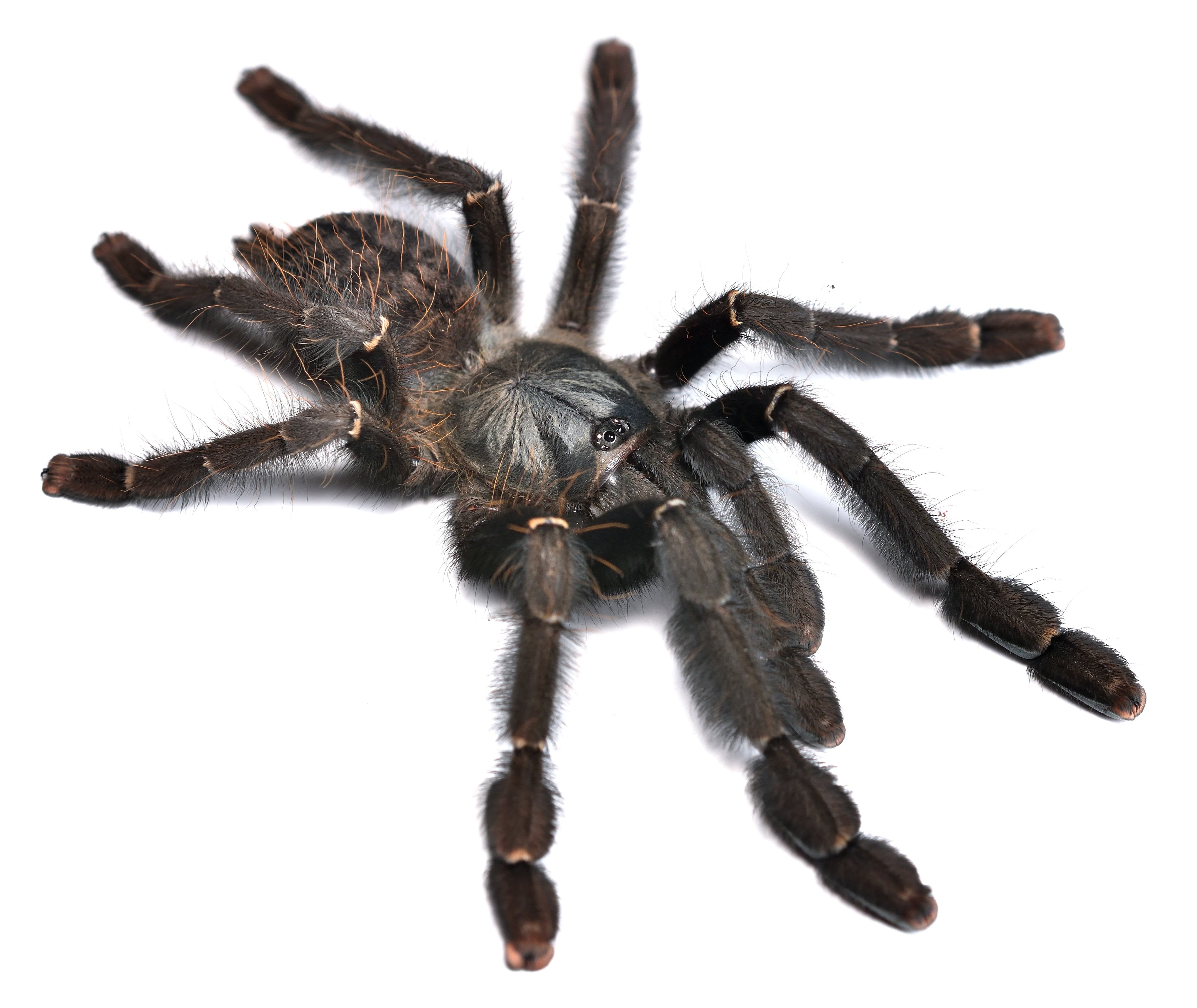 Phormingochilus arboricola (Negro de Borneo) .5"
