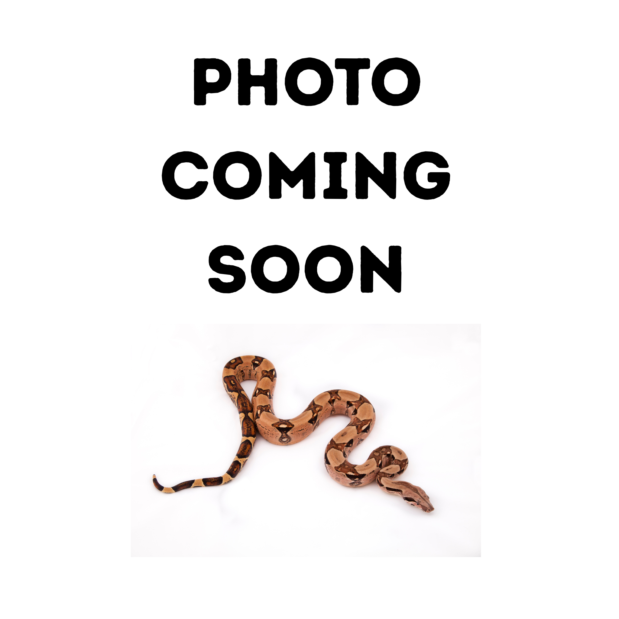 Colombian Redtail Boa: Anery - Sharp Line