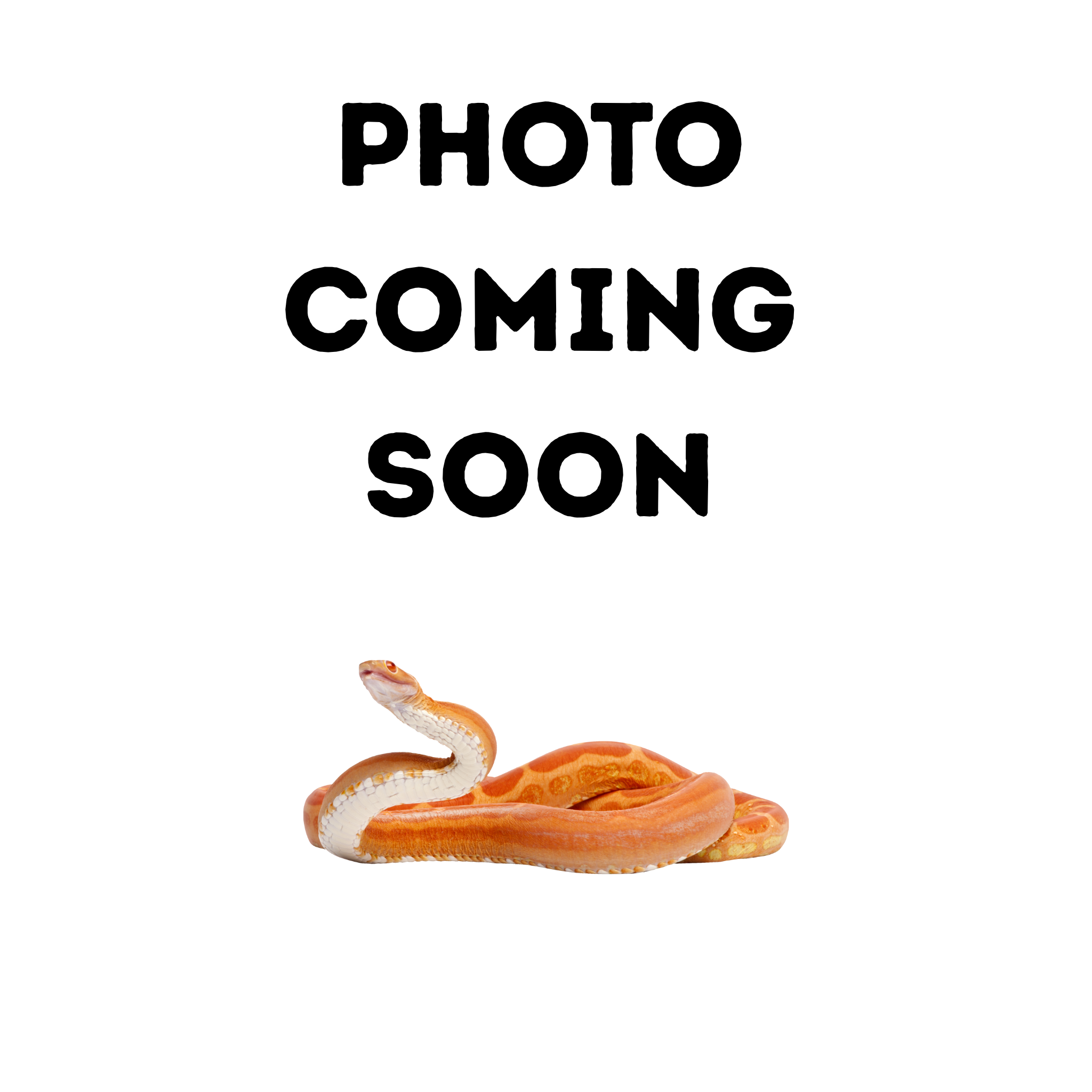 Corn Snake - Amelanistic Motley