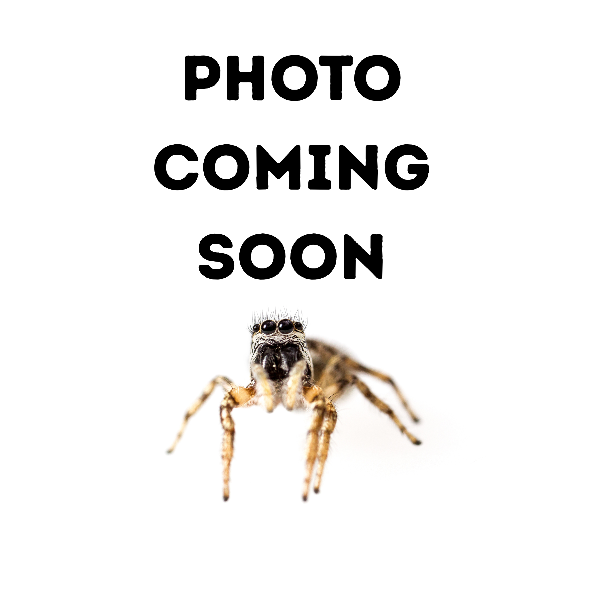 Stegodyphus dufouri (Velvet Spider) SubAdult .33"