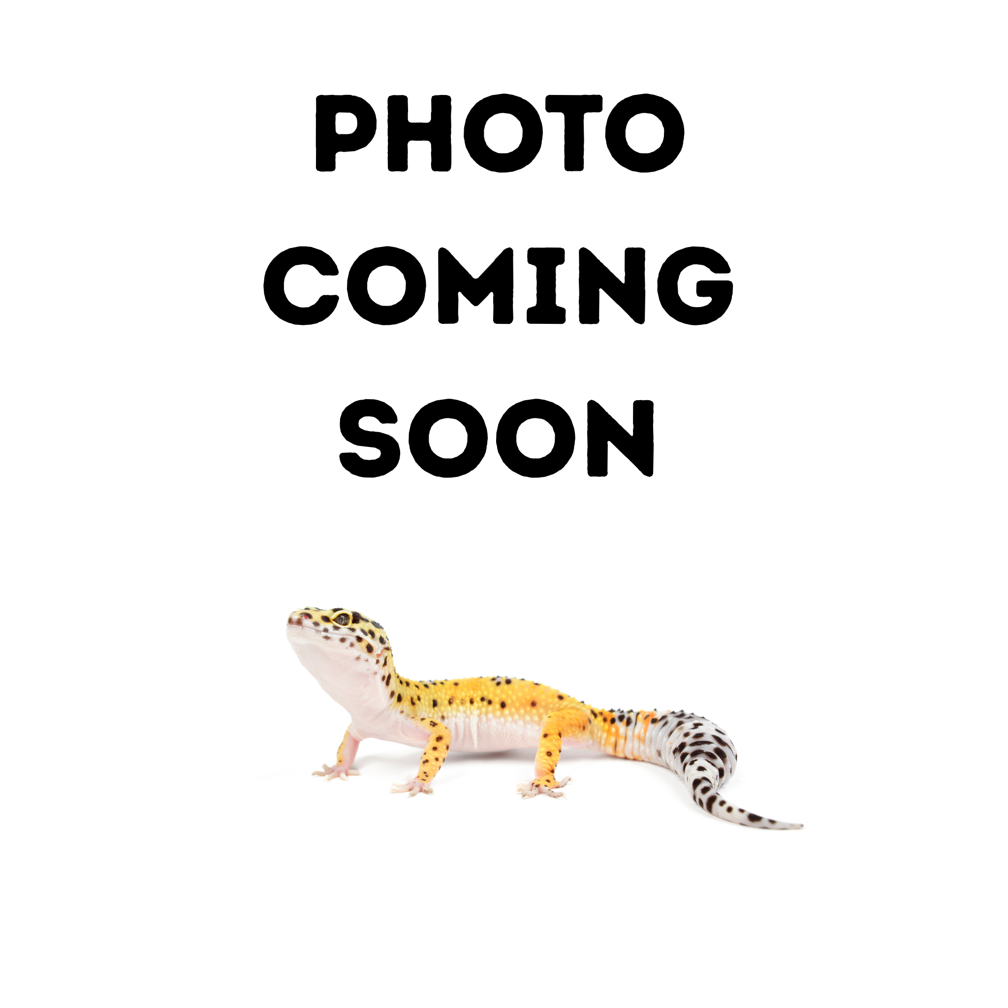 Crested Gecko: Lilly White