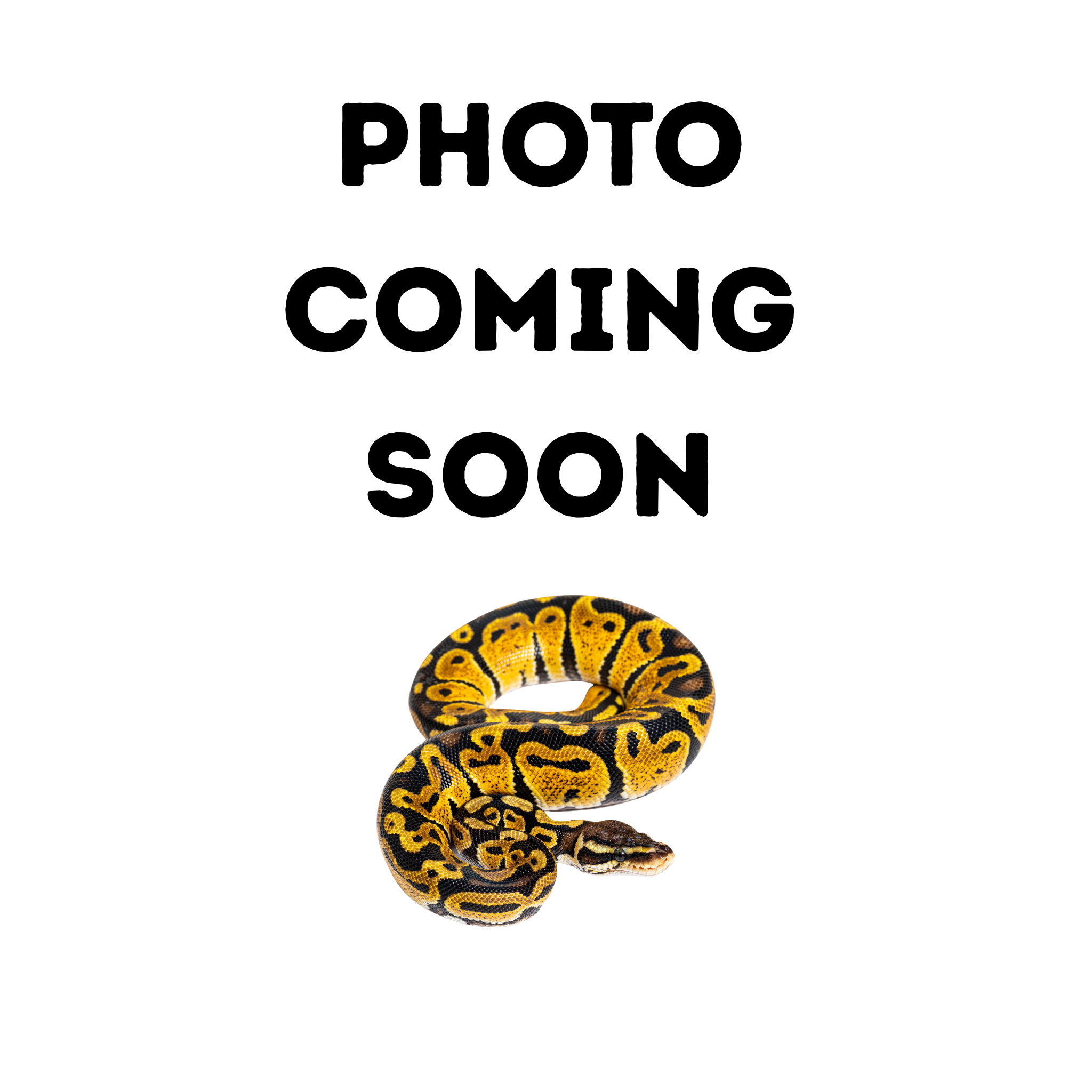 Albino Cinnamon Ball Python FEMALE