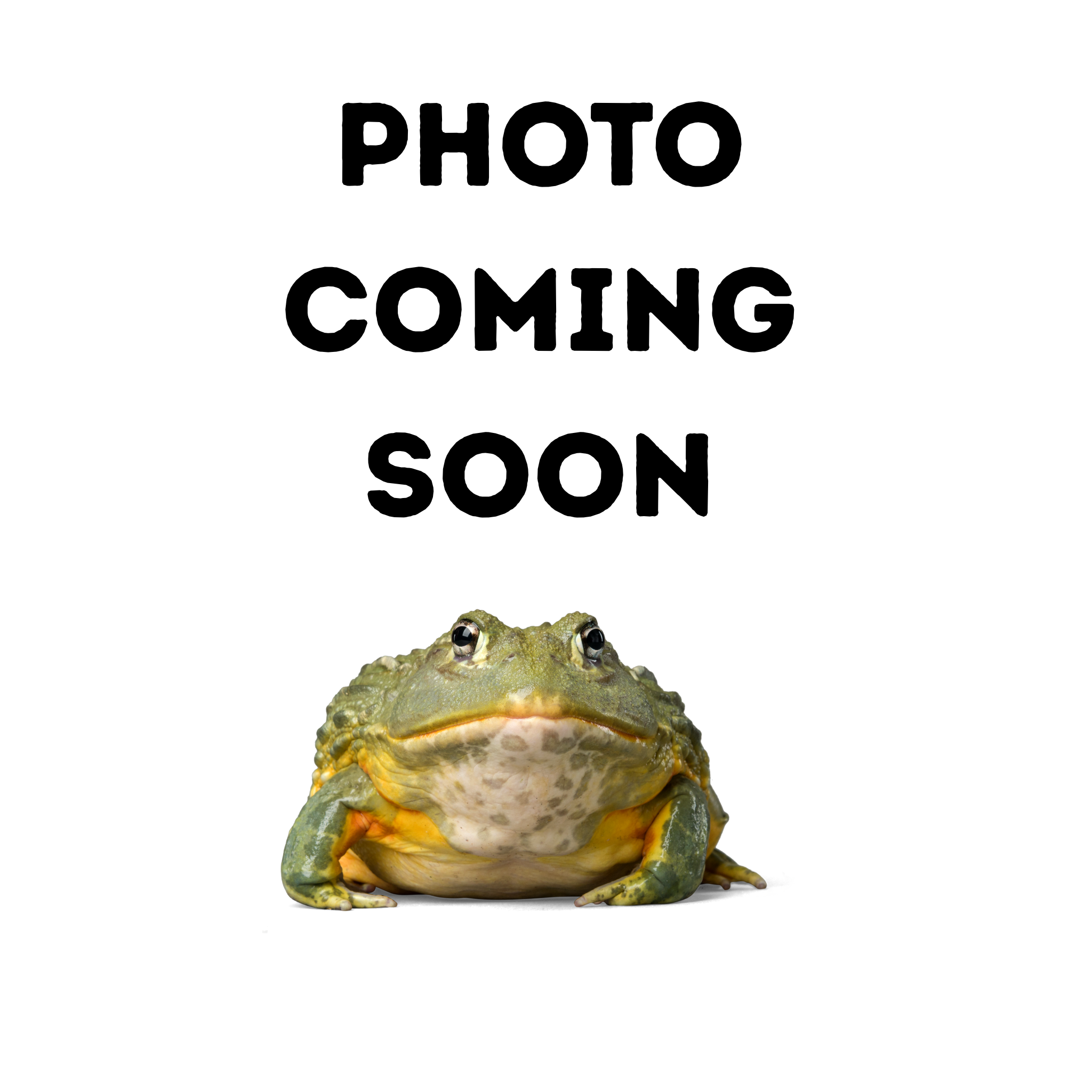 White's Tree Frog SNOWFLAKE 1.5"