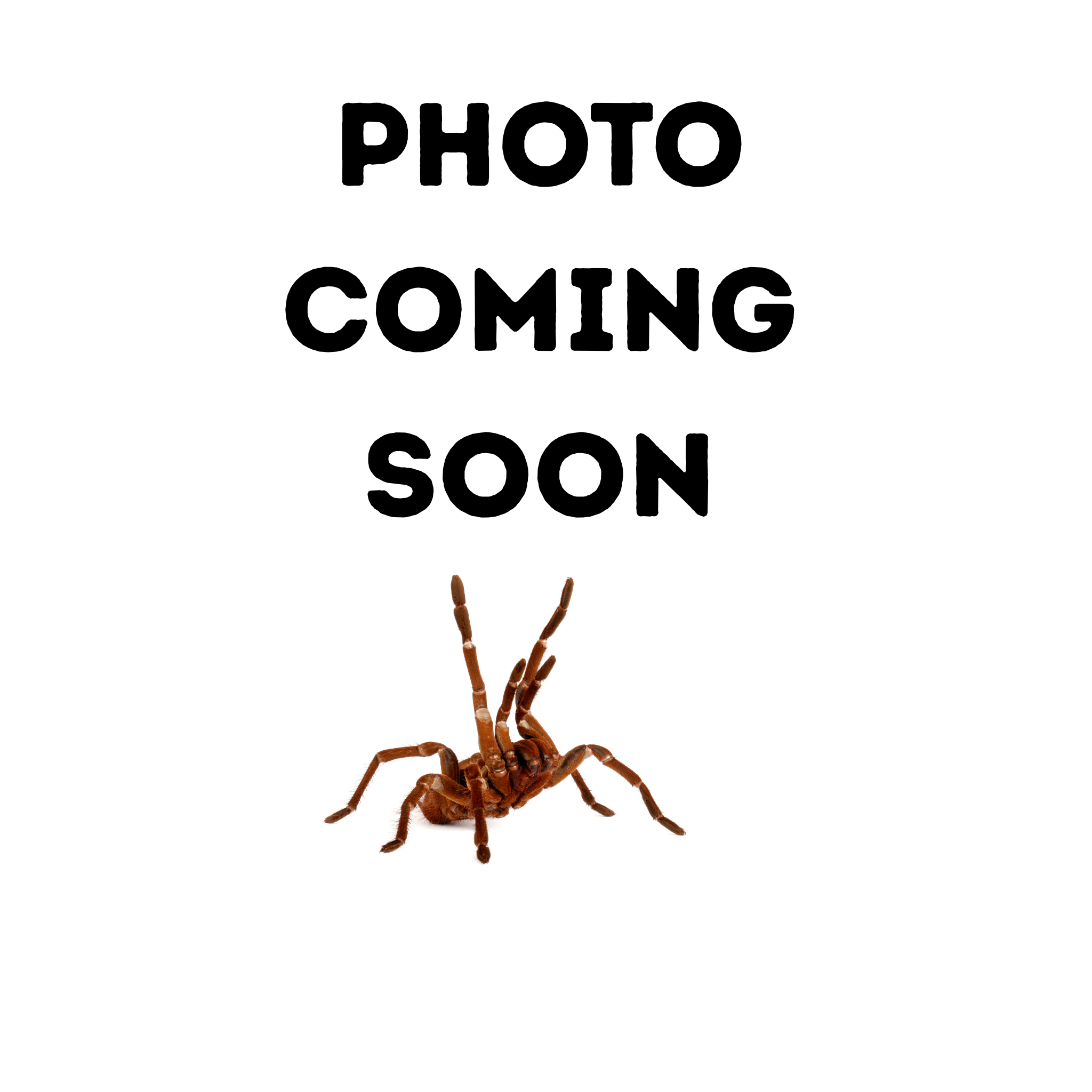 Avicularia sp. 'Bicegoi' (Brazilian Wooly Pink-toe) .5"