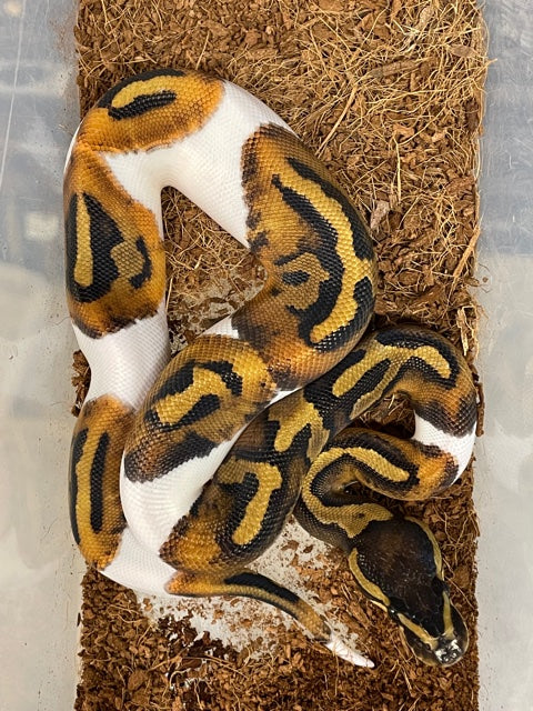 Pied - Low/Medium White Ball Python FEMALE