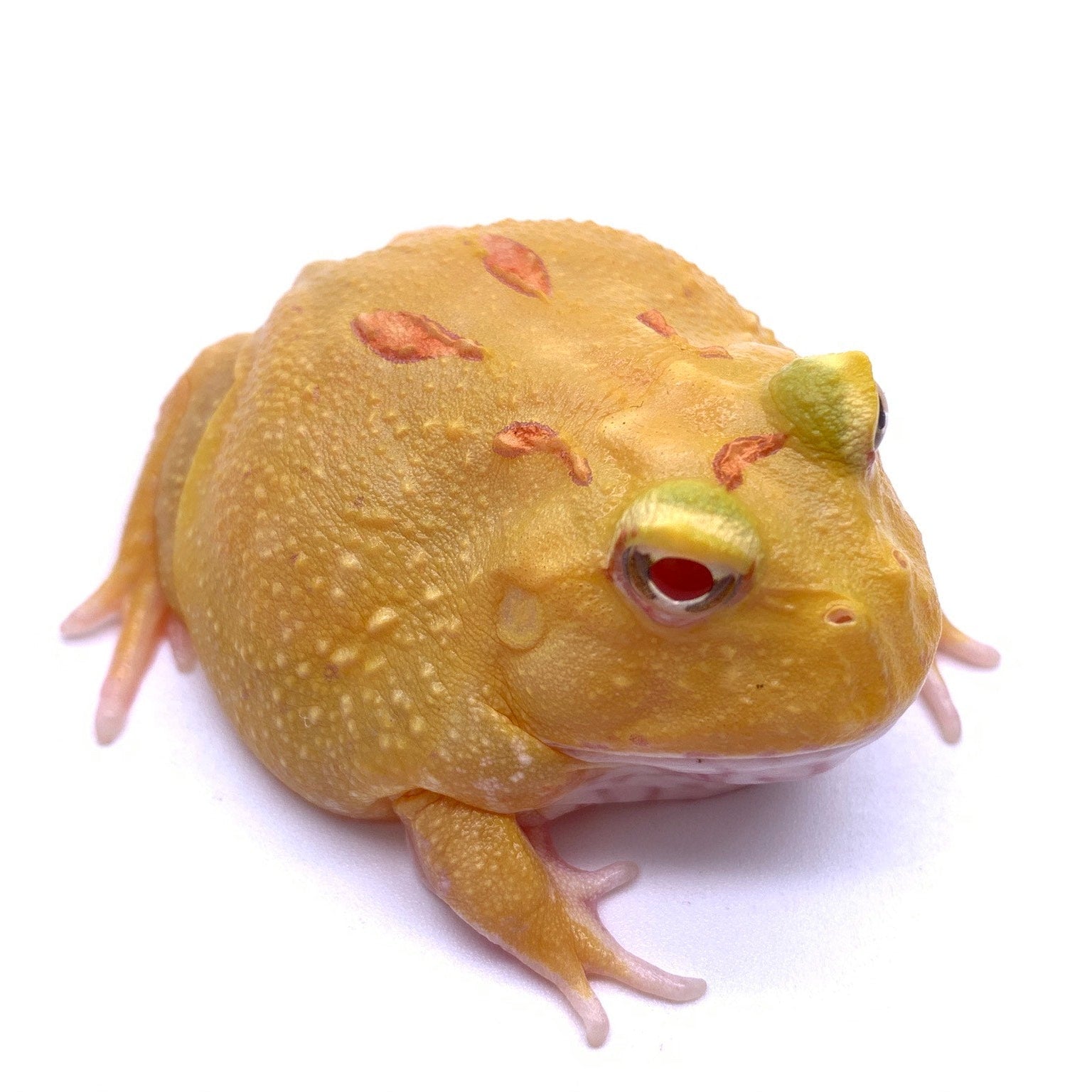 Pac-man Frog PIKACHU
