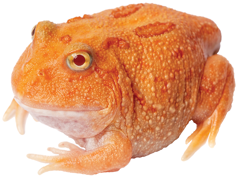 GNG Kit: Pacman Frog - PINK