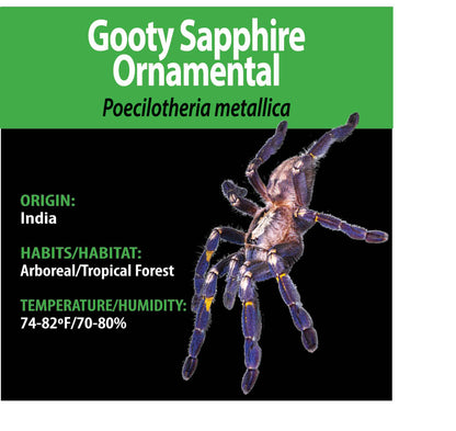 ARBOREAL GRAB N GO KIT: Poecilotheria metallica (Gooty Sapphire Ornamental) 1.5"+