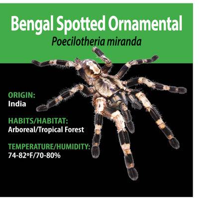 ARBOREAL GRAB N GO KIT: Poecilotheria miranda (Bengal Spotted Ornamental) 1.5"+