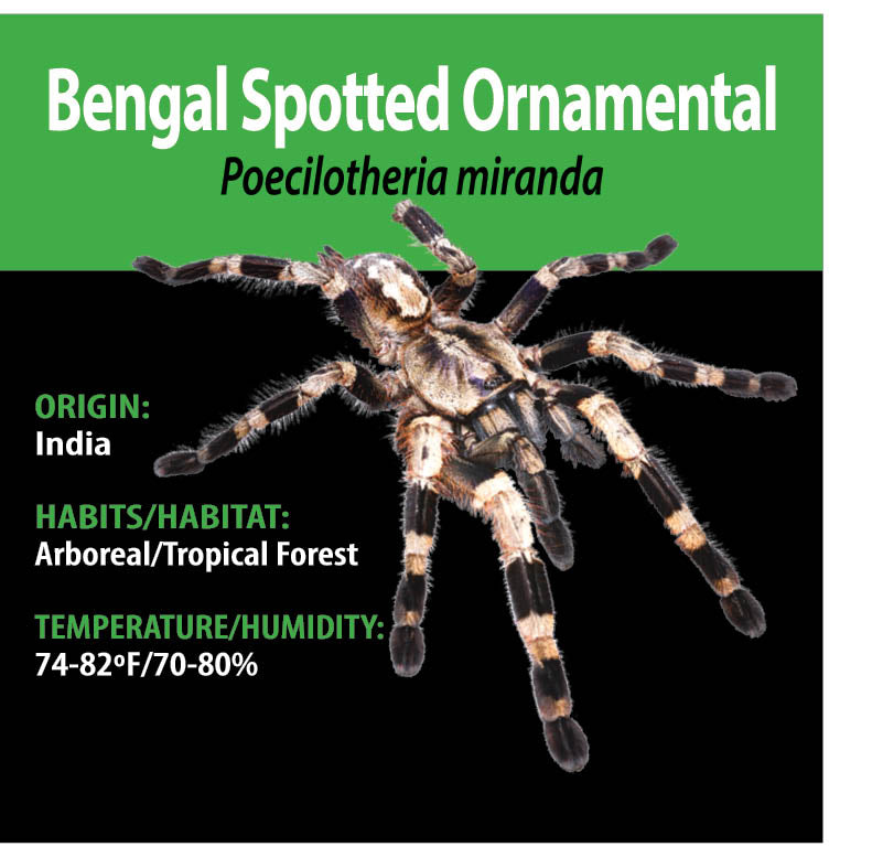 ARBOREAL GRAB N GO KIT: Poecilotheria miranda (Bengal Spotted Ornamental) 1.5"+