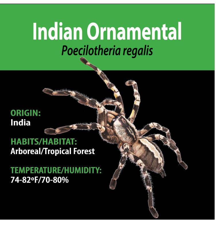 ARBOREAL GRAB N GO KIT: Poecilotheria regalis (Indian Ornamental) 1.5"+