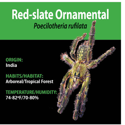 ARBOREAL GRAB N GO KIT: Poecilotheria rufilata (Red-slate Ornamental) 1.5"+