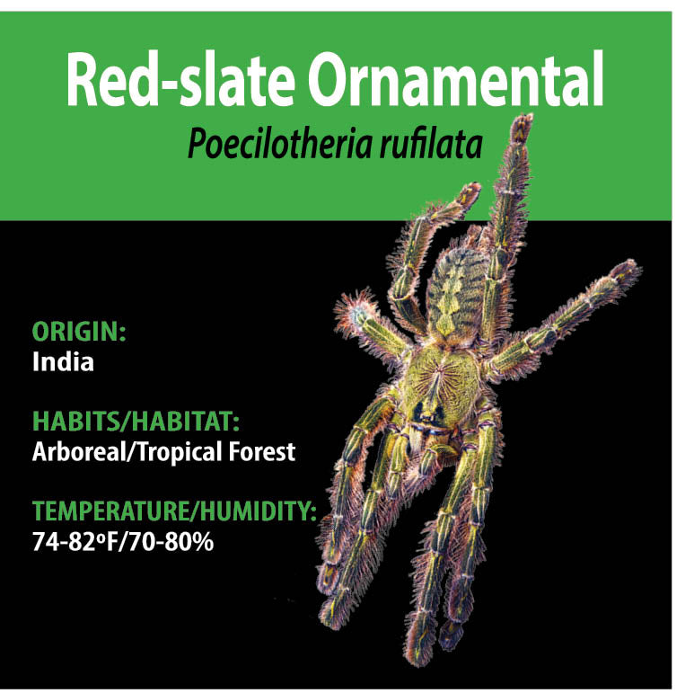 ARBOREAL GRAB N GO KIT: Poecilotheria rufilata (Red-slate Ornamental) 1.5"+