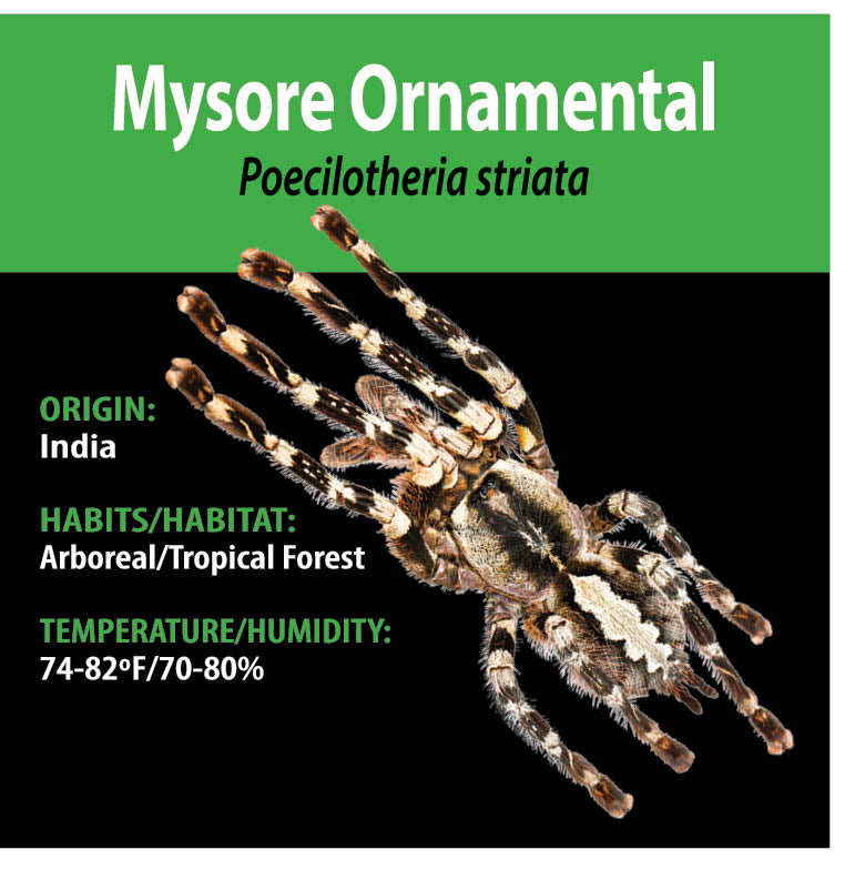 ARBOREAL GRAB N GO KIT: Poecilotheria striata (Mysore Ornamental) 1.5"+