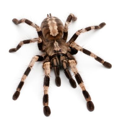 ARBOREAL GRAB N GO KIT: Poecilotheria miranda (Bengal Spotted Ornamental) 1.5"+