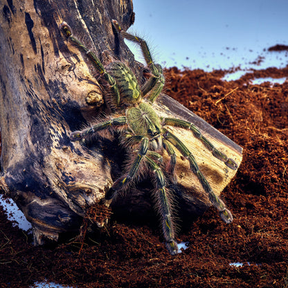ARBOREAL GRAB N GO KIT: Poecilotheria rufilata (Red-slate Ornamental) 1.5"+
