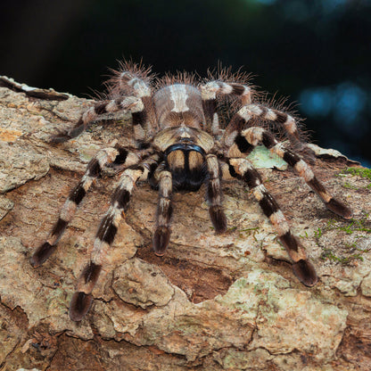 ARBOREAL GRAB N GO KIT: Poecilotheria tigrinawesseli (Wessel's Tiger Spider) 1.5"+