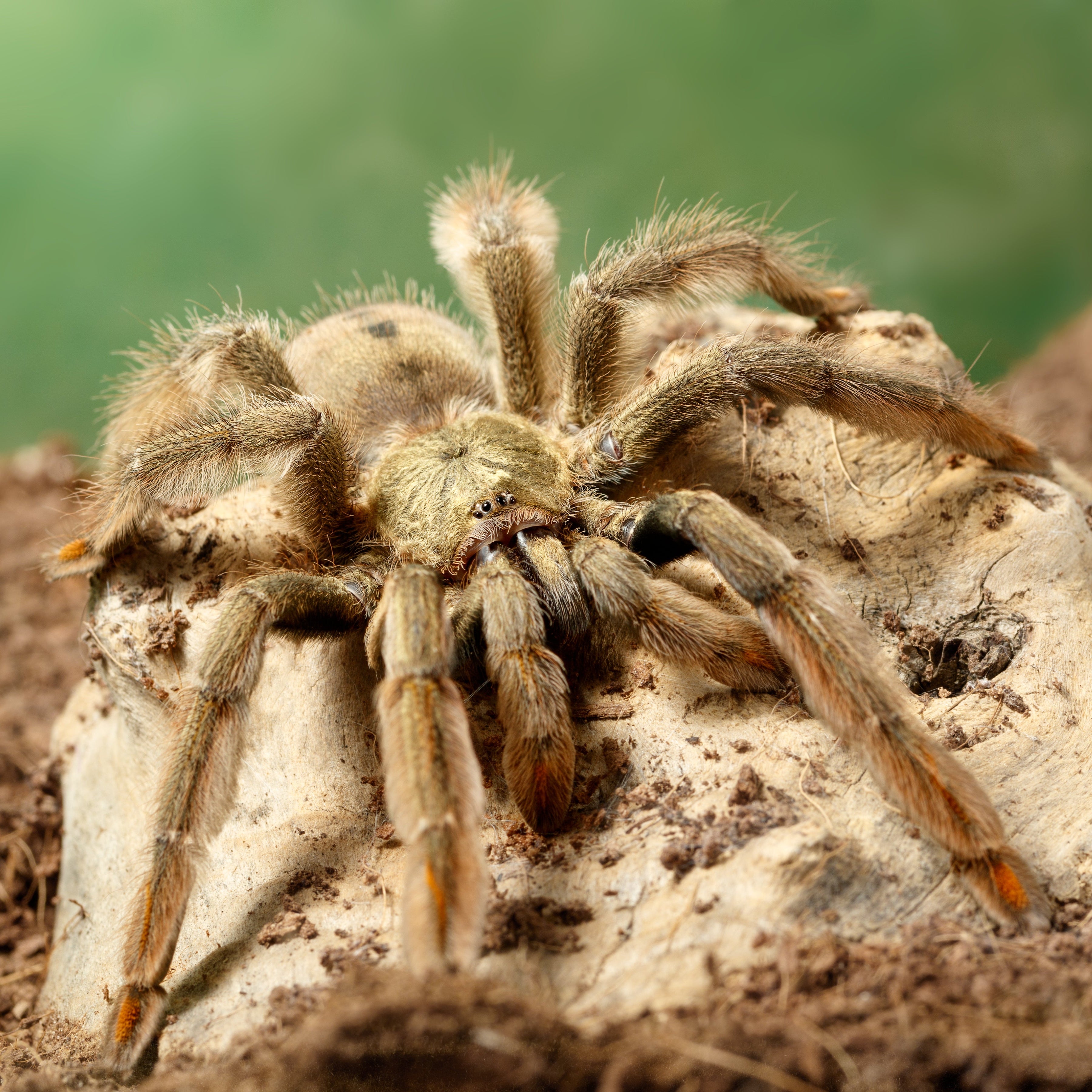 Psalmopoeus cambridgei (Trinidad Chevron) 5 - 6" ADULT FEMALE
