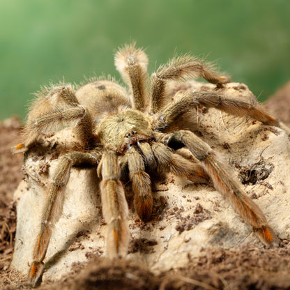ARBOREAL GRAB N GO KIT: Psalmopoeus cambridgei (Trinidad Chevron) 1.5"+