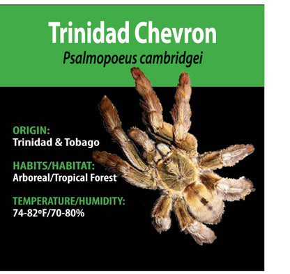 ARBOREAL GRAB N GO KIT: Psalmopoeus cambridgei (Trinidad Chevron) 1.5"+
