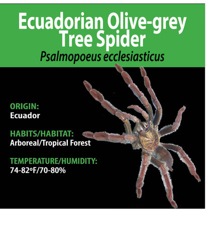 ARBOREAL GRAB N GO KIT: Psalmopoeus ecclesiasticus (Ecuador Olive-grey Tree Spider) 1.5"+