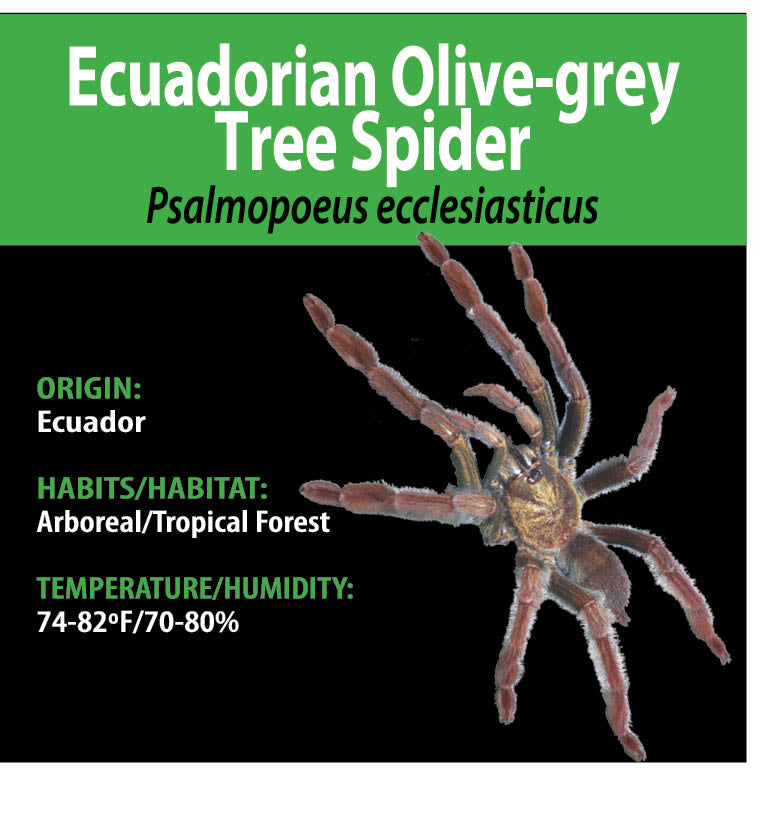 ARBOREAL GRAB N GO KIT: Psalmopoeus ecclesiasticus (Ecuador Olive-grey Tree Spider) 1.5"+
