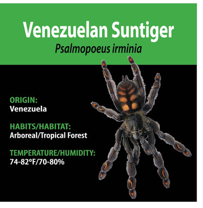 ARBOREAL GRAB N GO KIT: Psalmopoeus irminia (Venezuelan Suntiger) 1.5"+