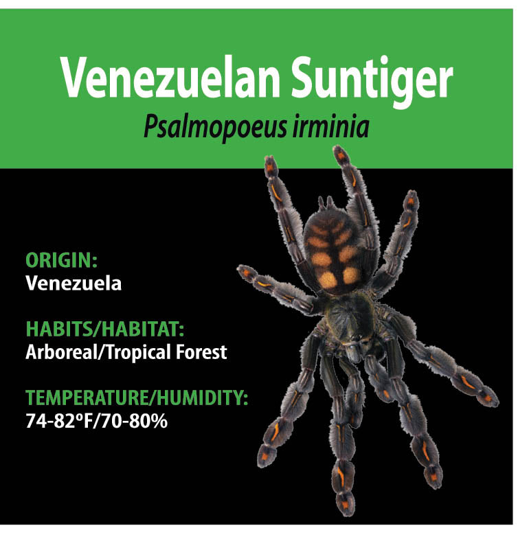 ARBOREAL GRAB N GO KIT: Psalmopoeus irminia (Venezuelan Suntiger) 1.5"+