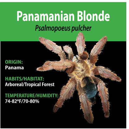 ARBOREAL GRAB N GO KIT: Psalmopoeus pulcher (Panamanian Blonde) 1.5"+