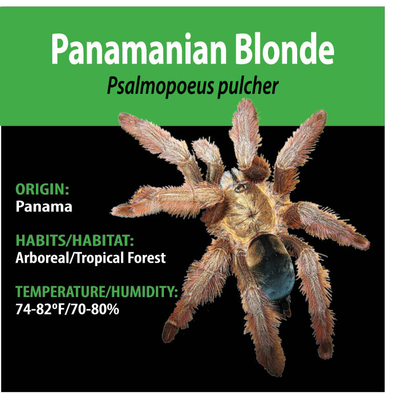 ARBOREAL GRAB N GO KIT: Psalmopoeus pulcher (Panamanian Blonde) 1.5"+