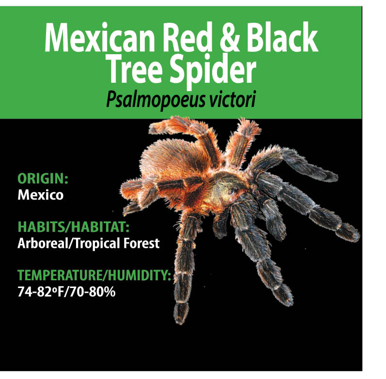 ARBOREAL GRAB N GO KIT: Psalmopoeus victori (Mexican Red and Black Tree Spider) 1.5"+