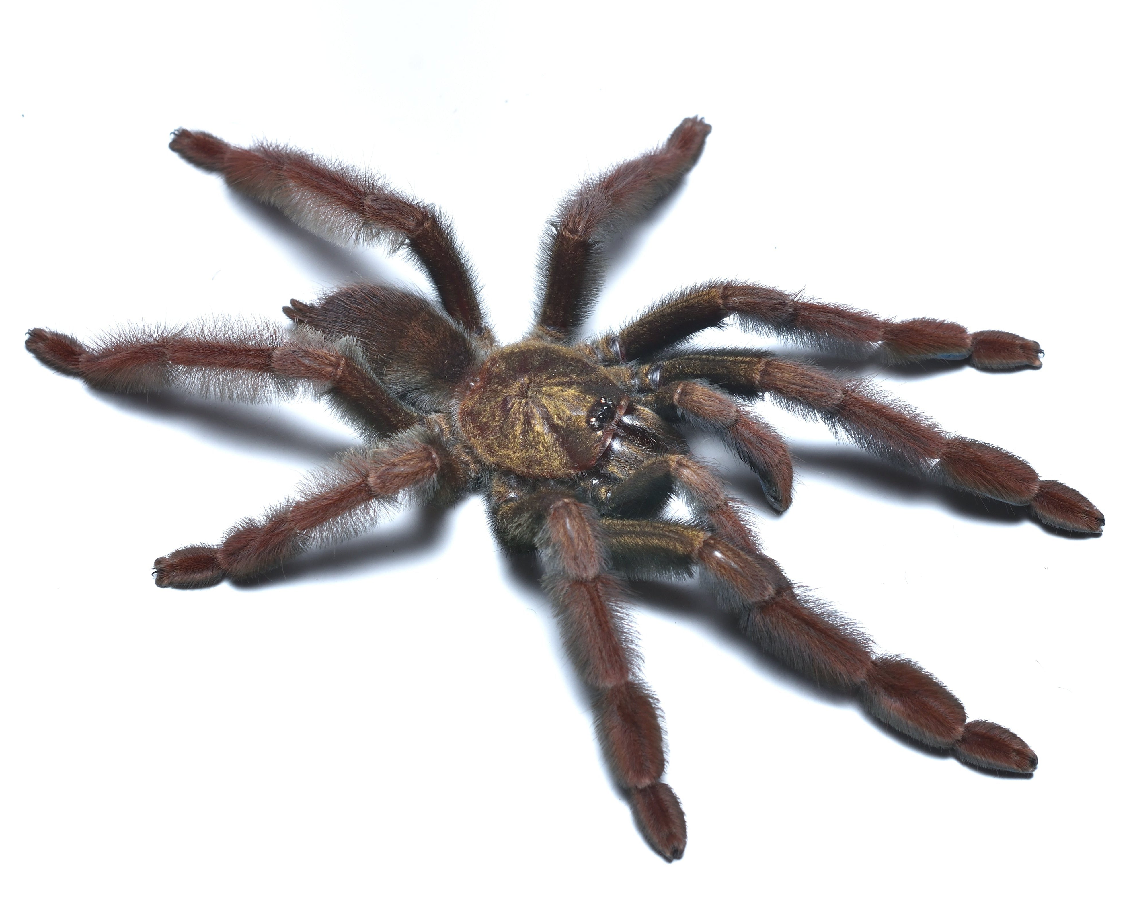 Psalmopoeus ecclesiasticus (Ecuador Olive-grey Tree Spider) Tarantula