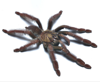 ARBOREAL GRAB N GO KIT: Psalmopoeus ecclesiasticus (Ecuador Olive-grey Tree Spider) 1.5"+