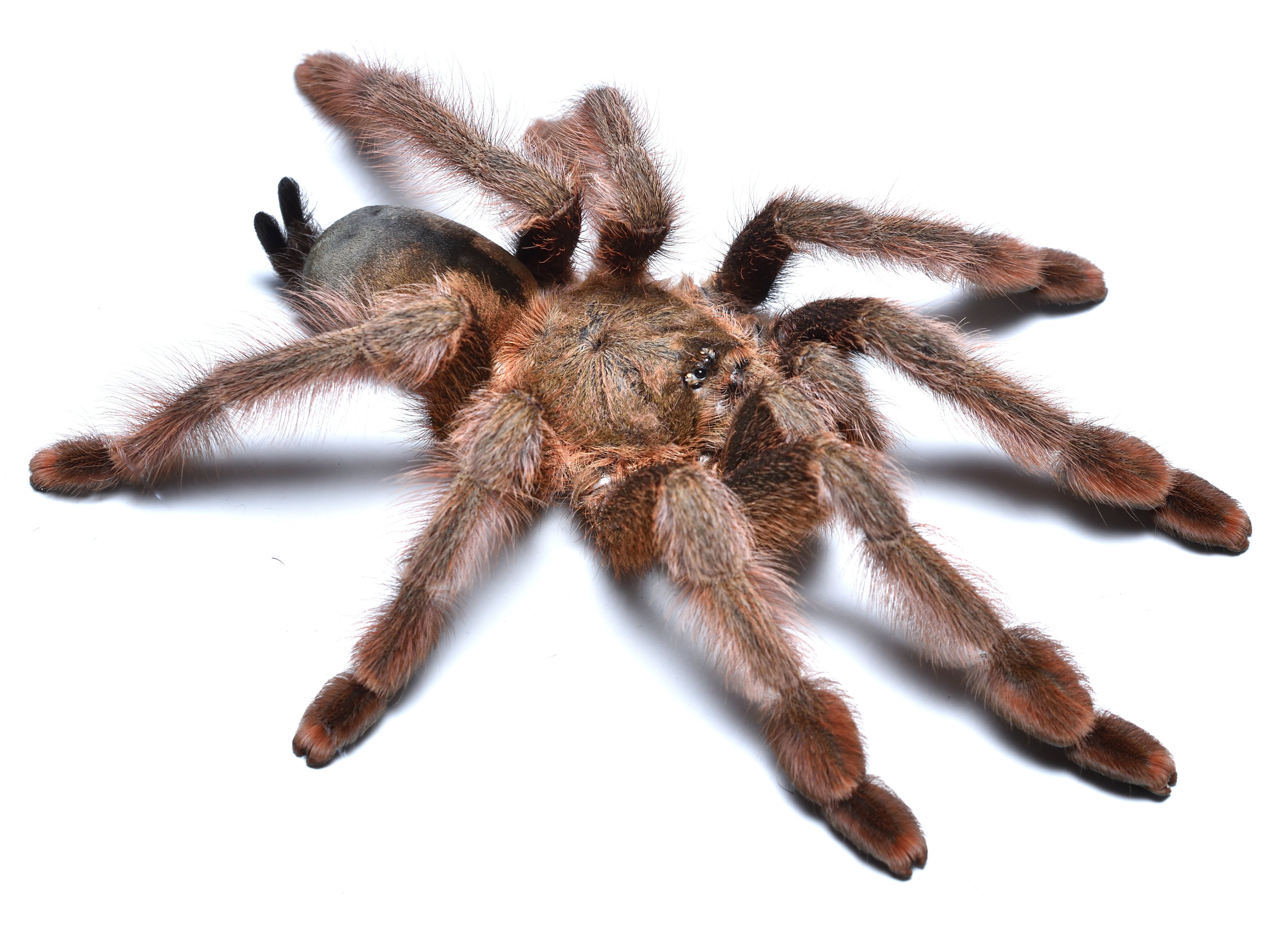 Psalmopoeus emeraldus (Emerald Chevron) Tarantula