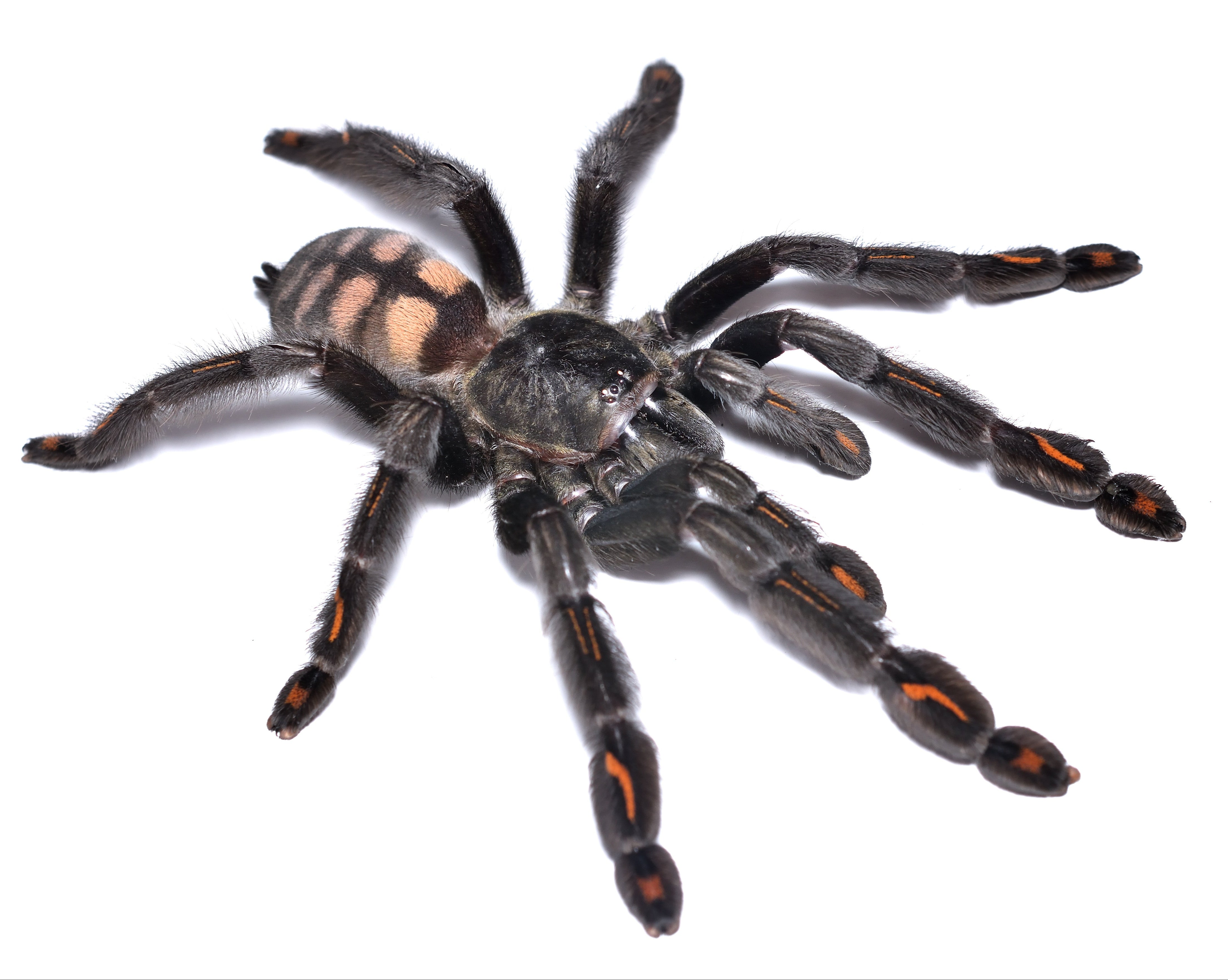 Psalmopoeus irminia (Venezuelan Suntiger) 5" ADULT FEMALE