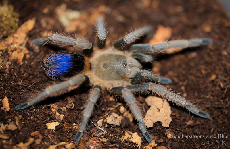 Pseudhapalopus sp 'Blue' (Colombian Dwarf Blue) Tarantula