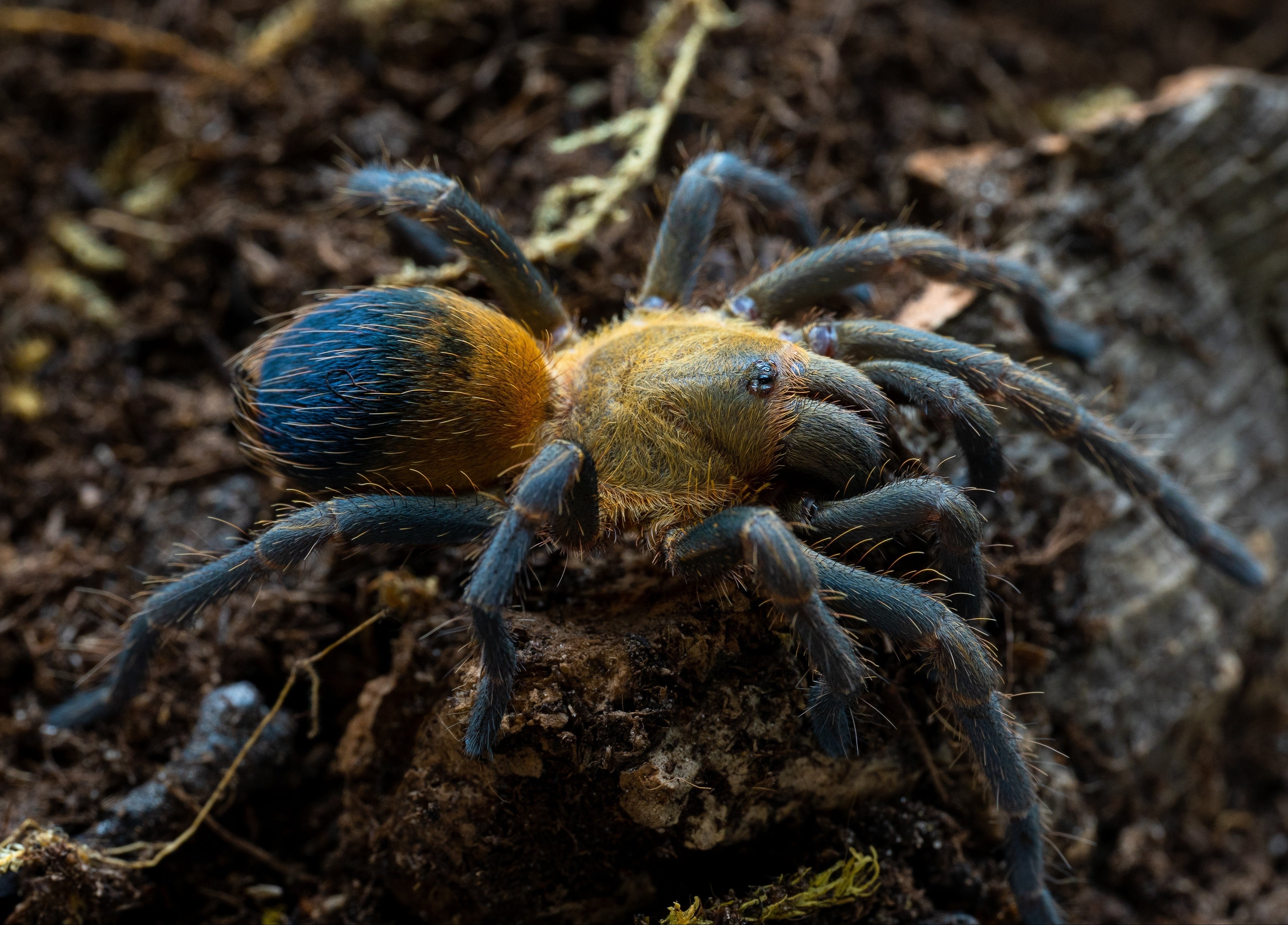 Pseudhapalopus sp. 'Colombian Purple and Gold' (Colombian Purple and Gold) .25" Bulk