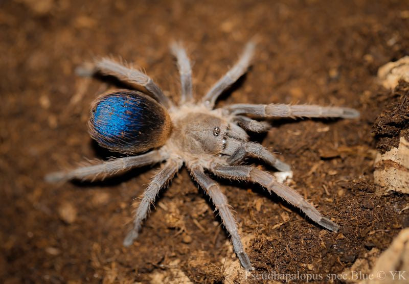 Pseudhapalopus sp 'Blue' (Colombian Dwarf Blue) .25" Bulk