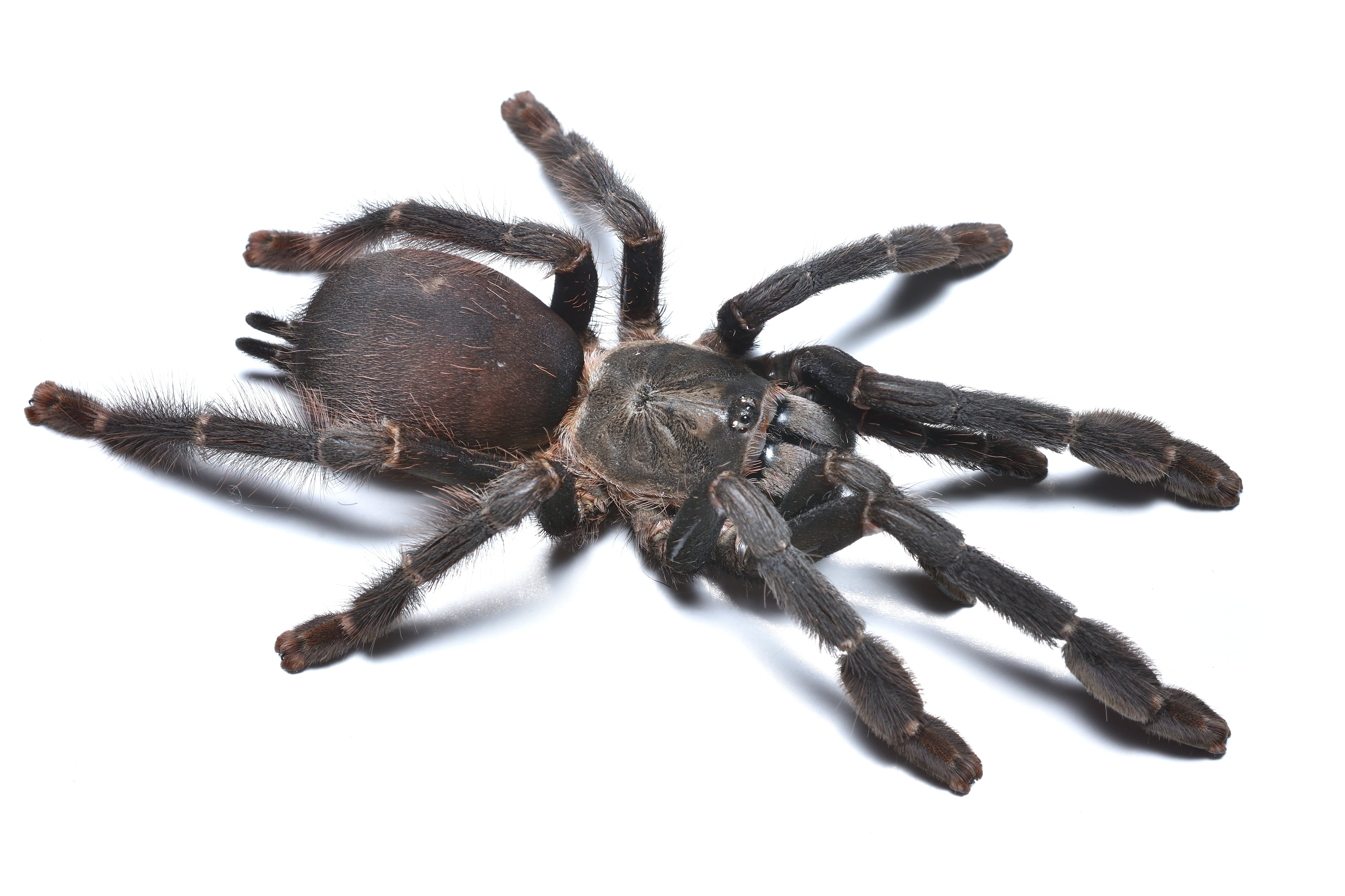 Pseudoclamoris burgessi (Ghost Tree Spider) Tarantula