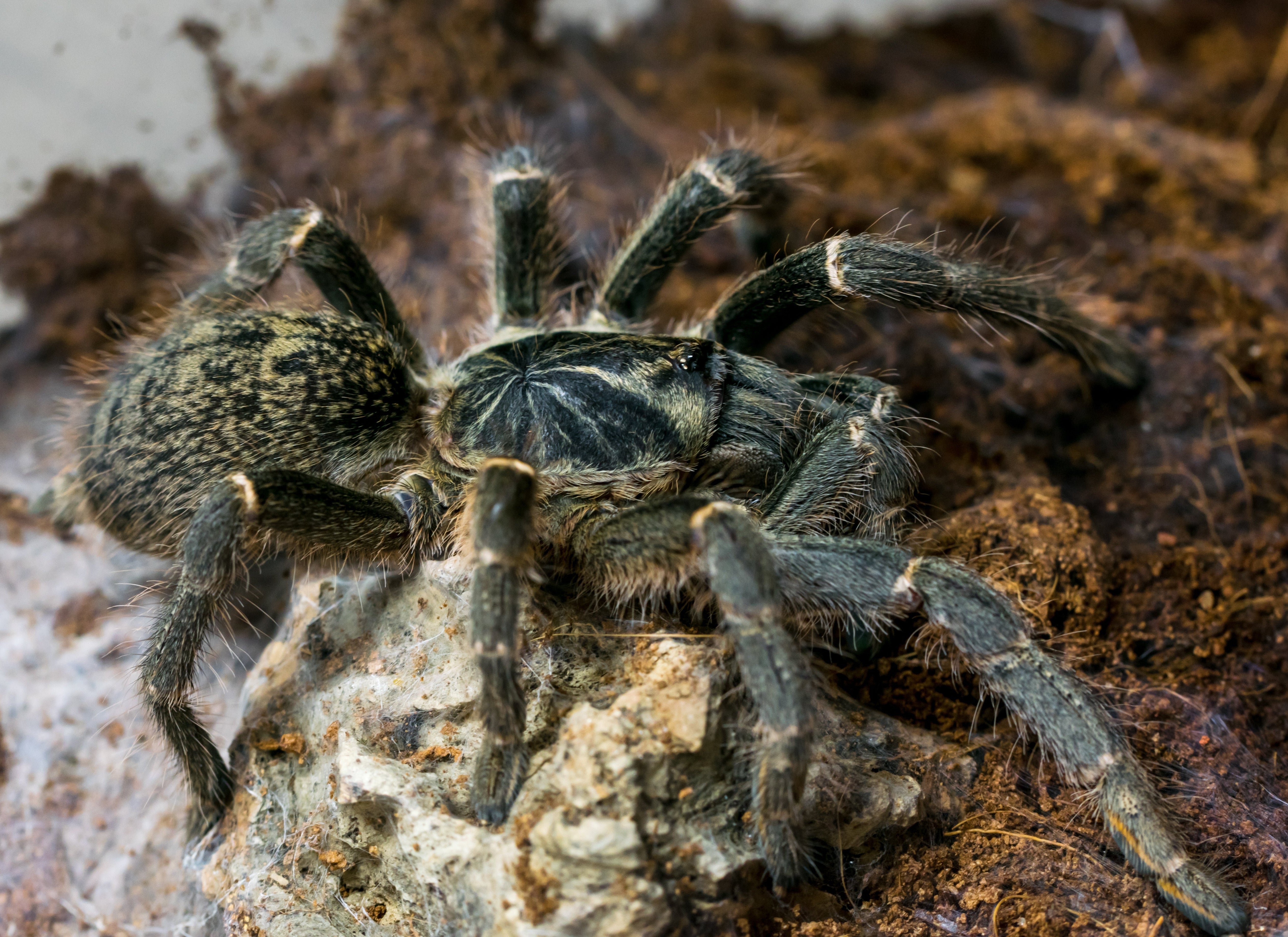 Pterinochilus chordatus (Kilimanjaro Mustard Baboon) 1" Bulk