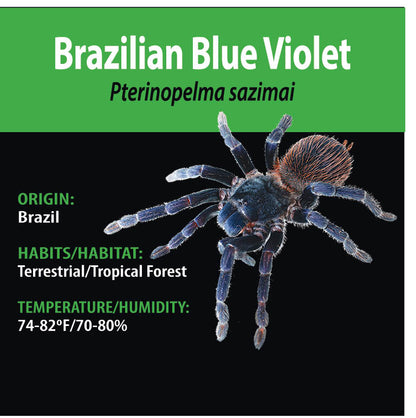 TERRESTRIAL GRAB N GO KIT: Pterinopelma sazimai (Brazilian Blue Violet) 1.5"+