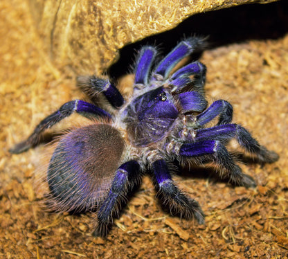 TERRESTRIAL GRAB N GO KIT: Pterinopelma sazimai (Brazilian Blue Violet) 1.5"+