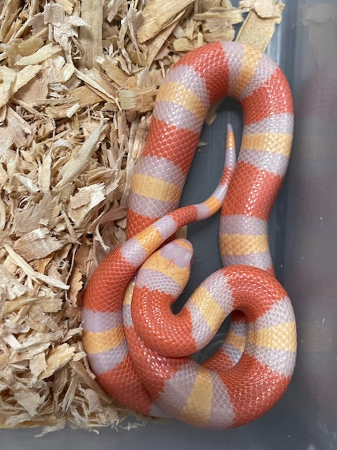 Serpiente de leche: albaricoque albino poblano
